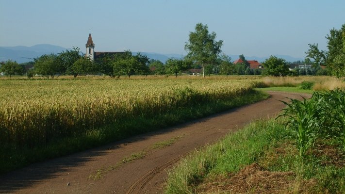 Feldweg in Oberreute