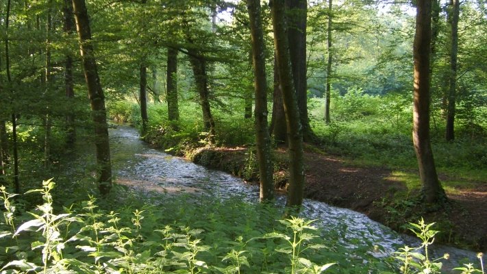 Die Glotter im Wald bei Reute